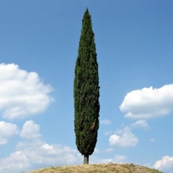 Cipresso Toscano, Cupressus sempervirens 'Gracilis' - vaso Ø18 cm