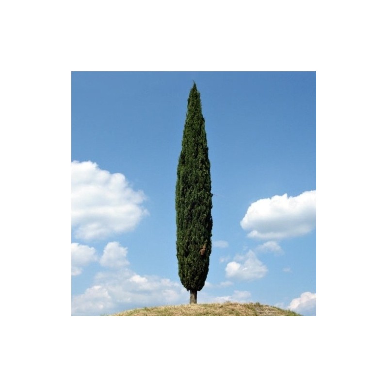 Cipresso Toscano, Cupressus sempervirens 'Gracilis' - vaso Ø18 cm Cipresso Toscano, Cupressus sempervirens 'Gracilis' - vaso Ø18 cm