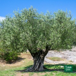 Ulivo, Olivo, Olea europaea 3-4 anni - vaso Ø22 cm