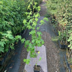 Liquidambar styraciflua, Storace americano - vaso 3 litri, h 130 cm