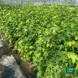 Liquidambar styraciflua, Storace americano - vaso 3 litri, h 130 cm