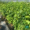 Liquidambar styraciflua, Storace americano - vaso 3 litri, h 130 cm