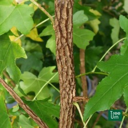 Liquidambar styraciflua, Storace americano - vaso 3 litri, h 130 cm