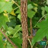 Liquidambar styraciflua, Storace americano - vaso 3 litri, h 130 cm