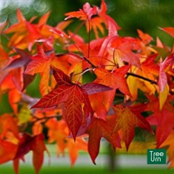 Liquidambar styraciflua, Storace americano - vaso 3 litri, h 130 cm