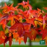 Liquidambar styraciflua, Storace americano - vaso 3 litri, h 130 cm